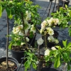 Chaenomeles speciosa 'Yukigoten' - Flowering quince - Chaenomeles speciosa 'Yukigoten'