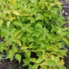 Cornus alba 'Aurea' - dereń biały - Cornus alba 'Aurea'