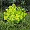 Cotinus coggygria 'Golden Spirit' PBR- perukowiec podolski - Cotinus coggygria 'Golden Spirit'