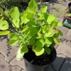 Cotinus coggygria 'Golden Spirit' PBR- perukowiec podolski - Cotinus coggygria 'Golden Spirit'