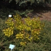 Cotinus coggygria 'Golden Spirit' PBR- perukowiec podolski - Cotinus coggygria 'Golden Spirit'