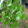 Fagus sylvatica 'Pendula' - European Beech - Fagus sylvatica 'Pendula'