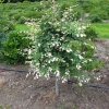 Fagus sylvatica 'Franken'- European Beech ;Purple Beech - Fagus sylvatica  'Franken'