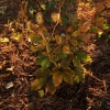 Fagus sylvatica 'Marmorstar' - Бук европе́йский ;  бук лесно́й ; бук обыкновенный - Fagus sylvatica 'Marmorstar'