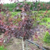 Fagus sylvatica 'Tricolor' -   buk pospolity - Fagus sylvatica 'Tricolor'