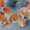 Fagus sylvatica 'Dawyck Purple' -  Gemeine Buche ; Rot-Buche - Fagus sylvatica 'Dawyck Purple'