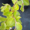 Fagus sylvatica 'Pendula' - buk zwyczajny ; buk pospolity - Fagus sylvatica 'Pendula'