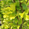 Fagus sylvatica 'Dawyck Gold' - buk pospolity - Fagus sylvatica 'Dawyck Gold'