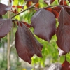 Fagus sylvatica 'Purpurea Pendula' - buk zwyczajny ; buk pospolity - Fagus sylvatica 'Purpurea Pendula'