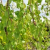 Fagus sylvatica 'Pendula' - buk zwyczajny ; buk pospolity - Fagus sylvatica 'Pendula'