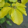 Fagus sylvatica 'Zlatia' - European Beech - Fagus sylvatica 'Zlatia'