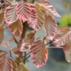 Fagus sylvatica 'Tricolor' -   buk pospolity - Fagus sylvatica 'Tricolor'