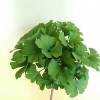 Ginkgo biloba 'Mariken' - Ginkgo Tree ; maidenhair tree - Ginkgo biloba 'Mariken'