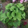 Ginkgo biloba 'Mariken' - Ginkgo Tree ; maidenhair tree - Ginkgo biloba 'Mariken'