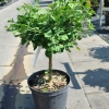 Ginkgo biloba 'Baldi' - Ginkgo Tree ; maidenhair tree - Ginkgo biloba 'Baldi'