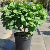 Ginkgo biloba 'Troll' - Ginkgo Tree ; maidenhair tree - Ginkgo biloba 'Troll'