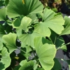 Ginkgo biloba 'Troll' - Fächerblattbaum ; Ginkgobaum - Ginkgo biloba 'Troll'