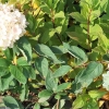Hydrangea paniculata 'Grandiflora' - hortensja bukietowa - Hydrangea paniculata 'Grandiflora'