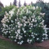 Hydrangea paniculata 'Tardiva' - Panicle hydrangea - Hydrangea paniculata 'Tardiva'