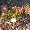 Hydrangea paniculata 'Tardiva' - Panicle hydrangea - Hydrangea paniculata 'Tardiva'