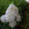 Hydrangea paniculata 'Renhy' Vanille-Fraise PBR - hortensja bukietowa - Hydrangea paniculata 'Renhy' Vanille-Fraise PBR