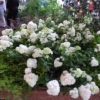 Hydrangea paniculata 'Renhy' Vanille-Fraise PBR - Rispenhortensie - Hydrangea paniculata 'Renhy' Vanille-Fraise PBR