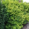 Physocarpus opulifolius 'Luteus'- Пузыреплодник калинолистный - Physocarpus opulifolius 'Luteus'