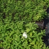 Spiraea japonica 'Albiflora' - tawuła japońska - Spiraea japonica 'Albiflora'