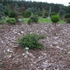 Viburnum plicatum 'Janny' -Калина складчатая - Viburnum plicatum 'Janny'