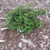 Viburnum plicatum 'Janny' -Калина складчатая - Viburnum plicatum 'Janny'