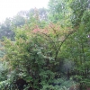 Viburnum sieboldii -Калина Зибольда - Viburnum sieboldii