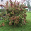 Weigela 'Eva Supreme'-  Вейгела - Weigela  'Eva Supreme'