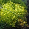 Weigela florida 'Aurea' - Bейгела цветущая - Weigela florida 'Aurea'
