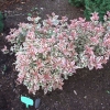 Weigela florida 'Monet' PBR- Zwerg Weigelie - Weigela florida 'Monet'