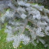 Abies concolor 'Violacea' - jodła kalifornijska - Abies concolor 'Violacea'