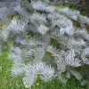 Abies concolor 'Violacea' - Colorado white-fir - Abies concolor 'Violacea'