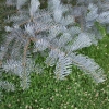 Abies concolor 'Violacea' - Colorado white-fir - Abies concolor 'Violacea'