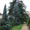 Abies concolor 'Violacea' - Пихта одноцветная - Abies concolor 'Violacea'