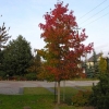 Liquidambar styraciflua-  American sweetgum ; sweetgum, - Liquidambar styraciflua