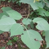 Broussonetia papyrifera - Шелковица бумажная ; Бумажная шелковица ; Бумажное дерево. - Broussonetia papyrifera