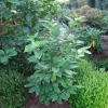 Calycanthus fertilis -Каликант плодовитый - Calycanthus fertilis