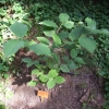 Calycanthus fertilis -Каликант плодовитый - Calycanthus fertilis