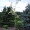 Carpinus betulus  Variegata - Граб обыкнове́нный ; Граб европе́йский - Carpinus betulus Variegata