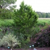 Carpinus betulus  Variegata - Граб обыкнове́нный ; Граб европе́йский - Carpinus betulus Variegata
