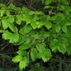 Carpinus betulus  Variegata - Граб обыкнове́нный ; Граб европе́йский - Carpinus betulus Variegata
