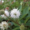 Cephalanthus occidentalis -Головач ;  Помпонное дерево - Cephalanthus occidentalis