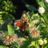 Cephalanthus occidentalis -Головач ;  Помпонное дерево - Cephalanthus occidentalis
