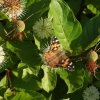 Cephalanthus occidentalis -Головач ;  Помпонное дерево - Cephalanthus occidentalis