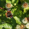 Cephalanthus occidentalis -Головач ;  Помпонное дерево - Cephalanthus occidentalis
