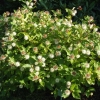 Cephalanthus occidentalis -Головач ;  Помпонное дерево - Cephalanthus occidentalis